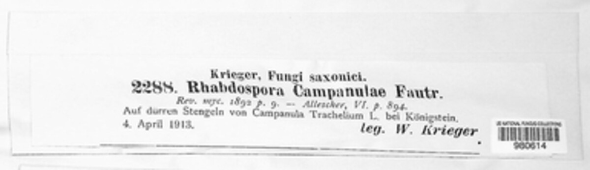 Rhabdospora campanulae image